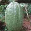 Cocoa farmers