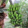 Banana farmers