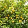 Lemon farmers
