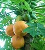 Papaya or Paw paw farmers 