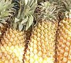 Pineapple farmers