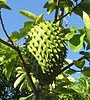 Soursop Farmers 