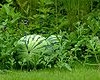 Watermelon Farmers 