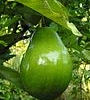 Avacado Farmers 