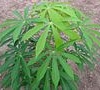 Cassava or Manioc Farmers