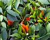 Chilli Farmers