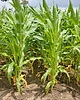 Corn Farmers 