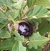 Eggplant farmers 
