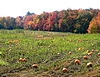Pumpkin farmers 