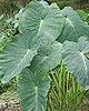 Taro farmers 