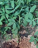 Peanut farmers 