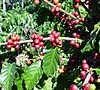 Coffee farmers 