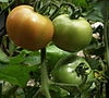 Tomato farmers