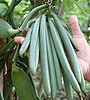 Vanilla farmers 