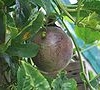 Passionfruit farmers 