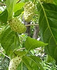 Noni farmers 